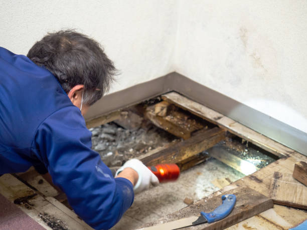 Mold Testing and Removal in Algonquin, MD