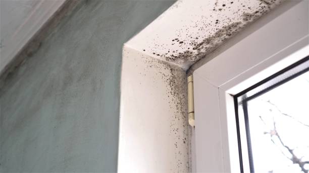 Best Fast Mold Removal  in Algonquin, MD