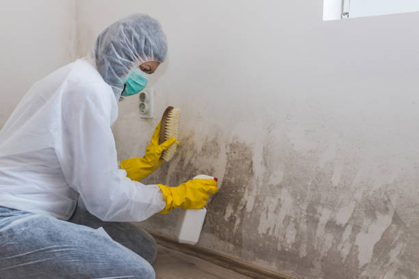 Best Attic Mold Removal  in Algonquin, MD