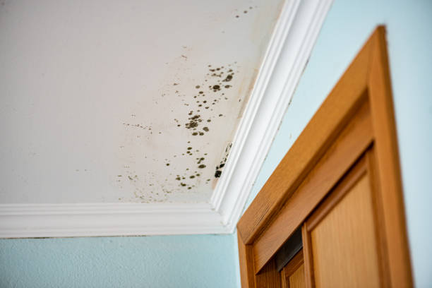 Best Attic Mold Removal  in Algonquin, MD