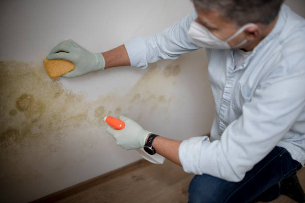 Best Mold Testing  in Algonquin, MD