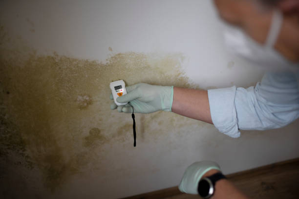 Best Mold Testing and Removal  in Algonquin, MD
