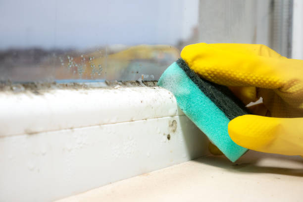 Best Water Damage Restoration  in Algonquin, MD