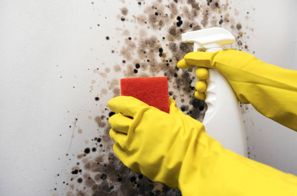 Best Mold Removal Company Near Me  in Algonquin, MD