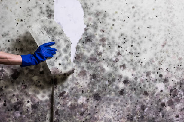 Mold Removal and Inspection in Algonquin, MD