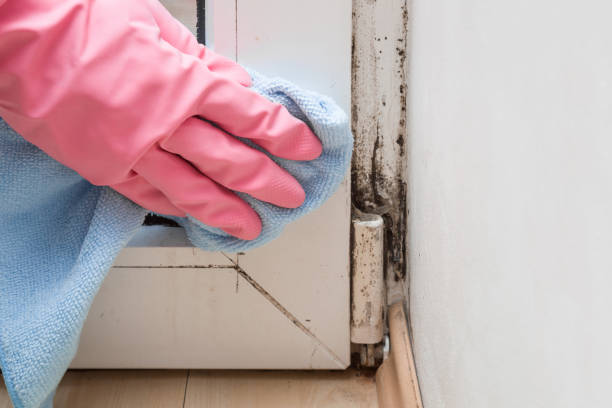 Algonquin, MD Mold Removal Company