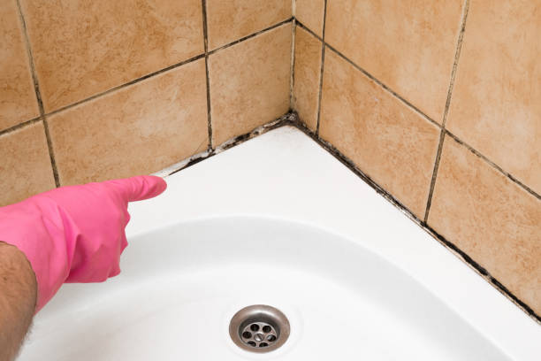 Best Fast Mold Removal  in Algonquin, MD