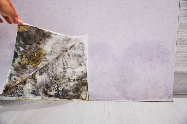 Office Mold Removal Services in Algonquin, MD